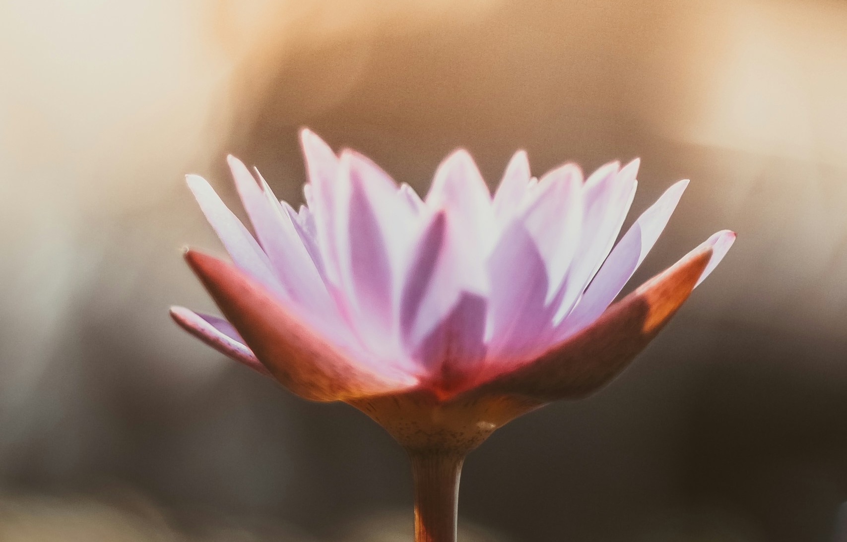 Photographie en gros plan d'une fleur de lotus rose ouverte, vue de profil sur fond lumineux.